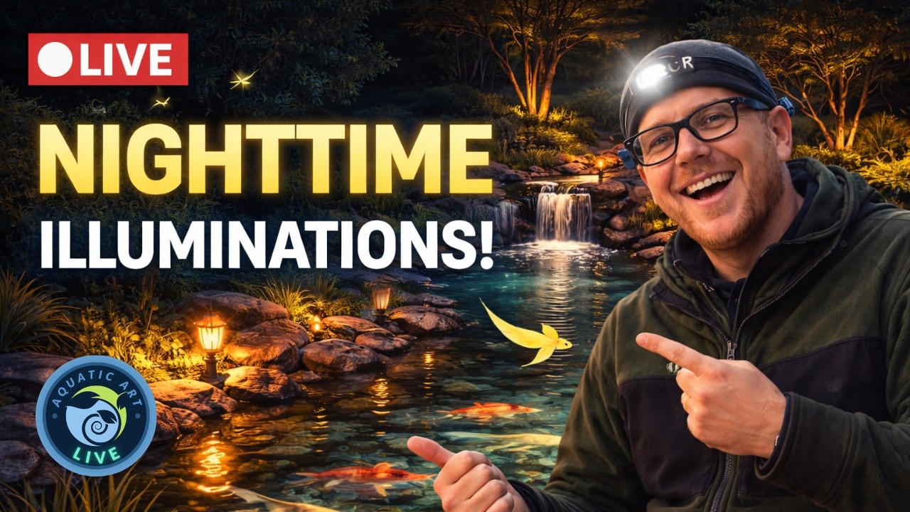 🔴 LIVE | Nighttime Pond Illuminations