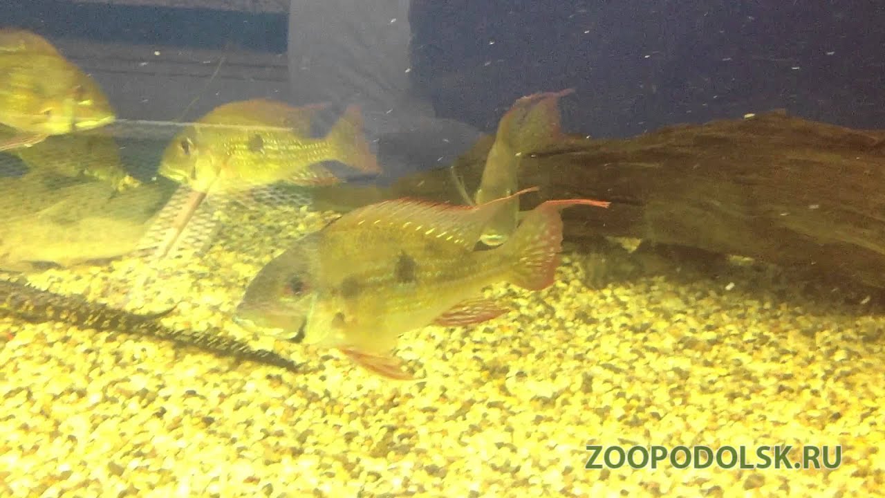 Геофагус краснолобый или геофагус штайндахнера (geophagus steindachneri, red hump eartheater)