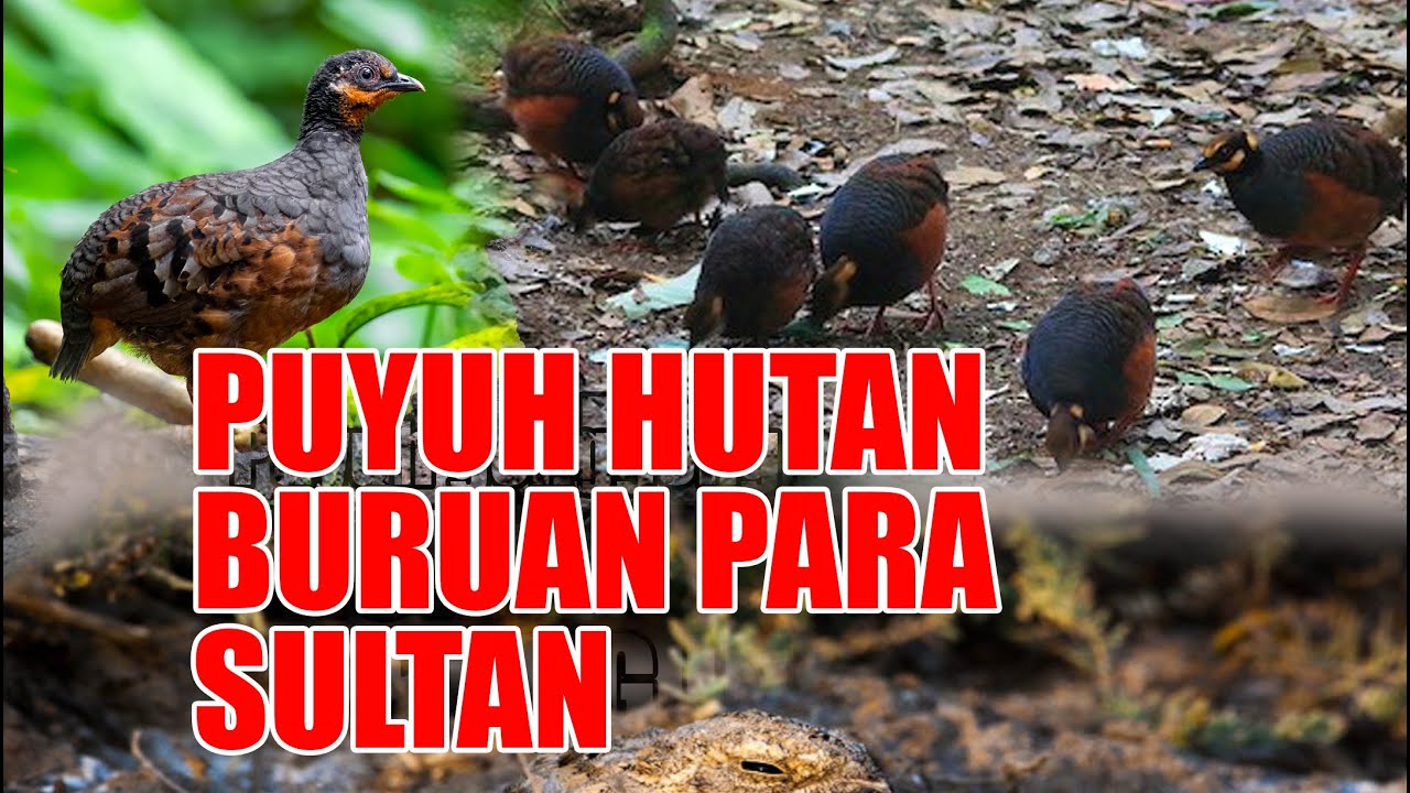 SEKARANG HARGANYA MELESAT...PUYUH HUTAN JADI BURUAN PARA SULTAN, PROSPEK BUAT MATERI TERNAK 2024