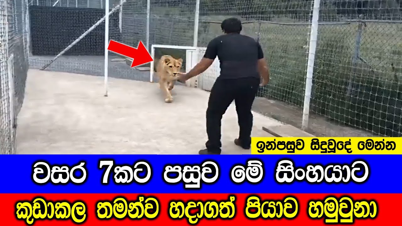 විශ්වාස කිරීමට පවා අපහසු සත්ව මිනිස් මිතුදම්.