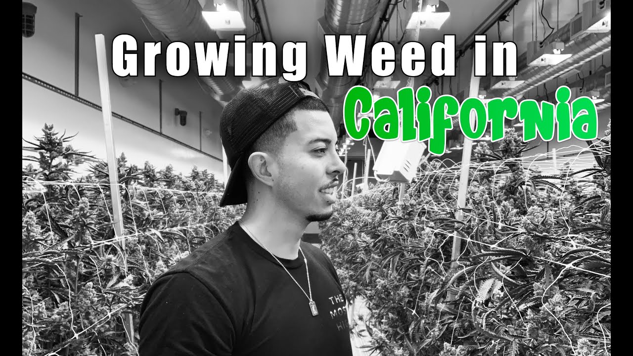 Growing at a Legal Cultivation Facility in Cali | What's it like?