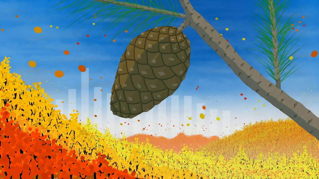 Pine Cones And Acorns - Ancestral Universe