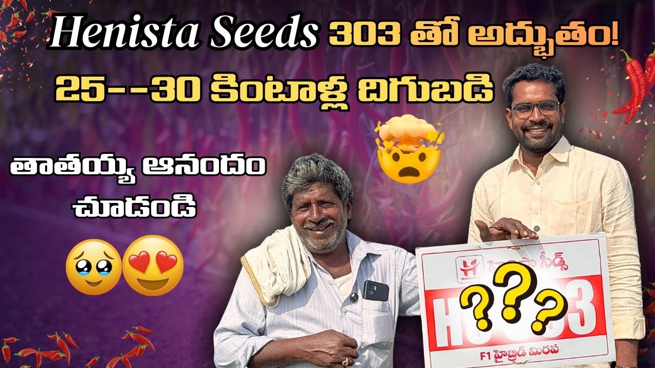 Henista Chilli Seeds 303 తో అద్భుతం 🌶️| తాతయ్య ఆనందం చూడండి ❤️ #mdhasanagritech #viral #trending 