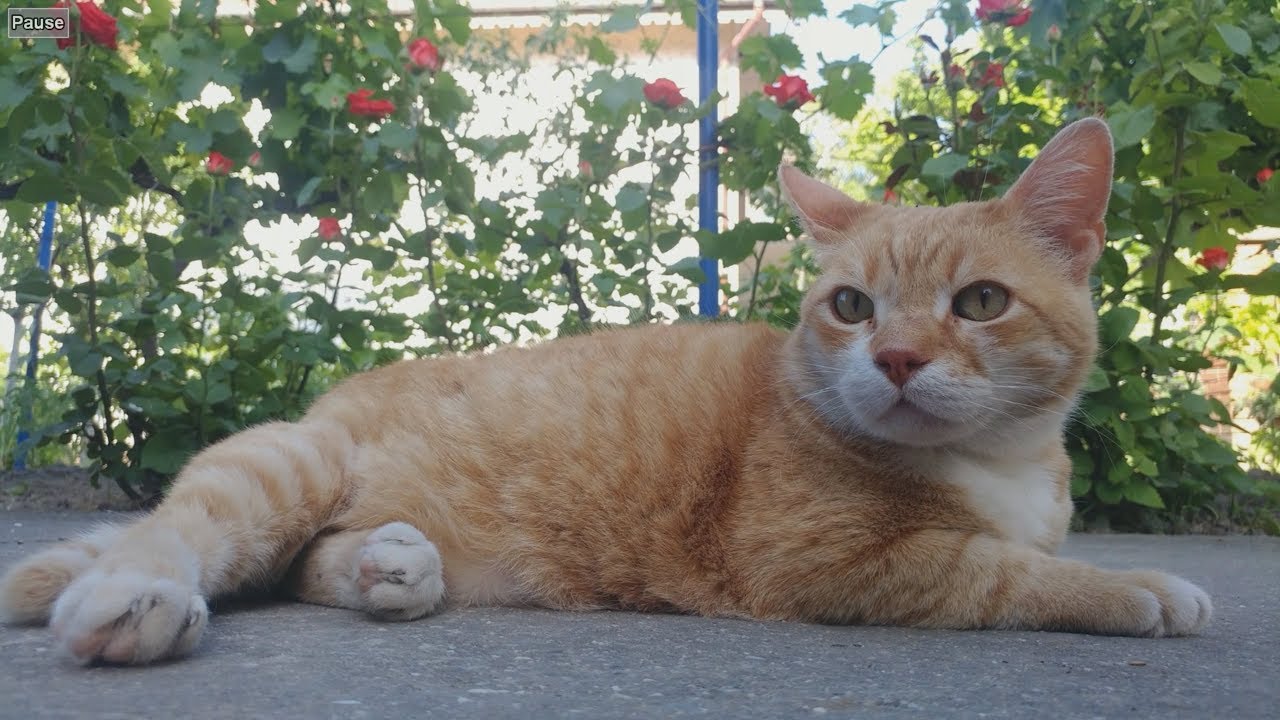 8 Important Ways Cats Try To Communicate With Us And What They Really Mean