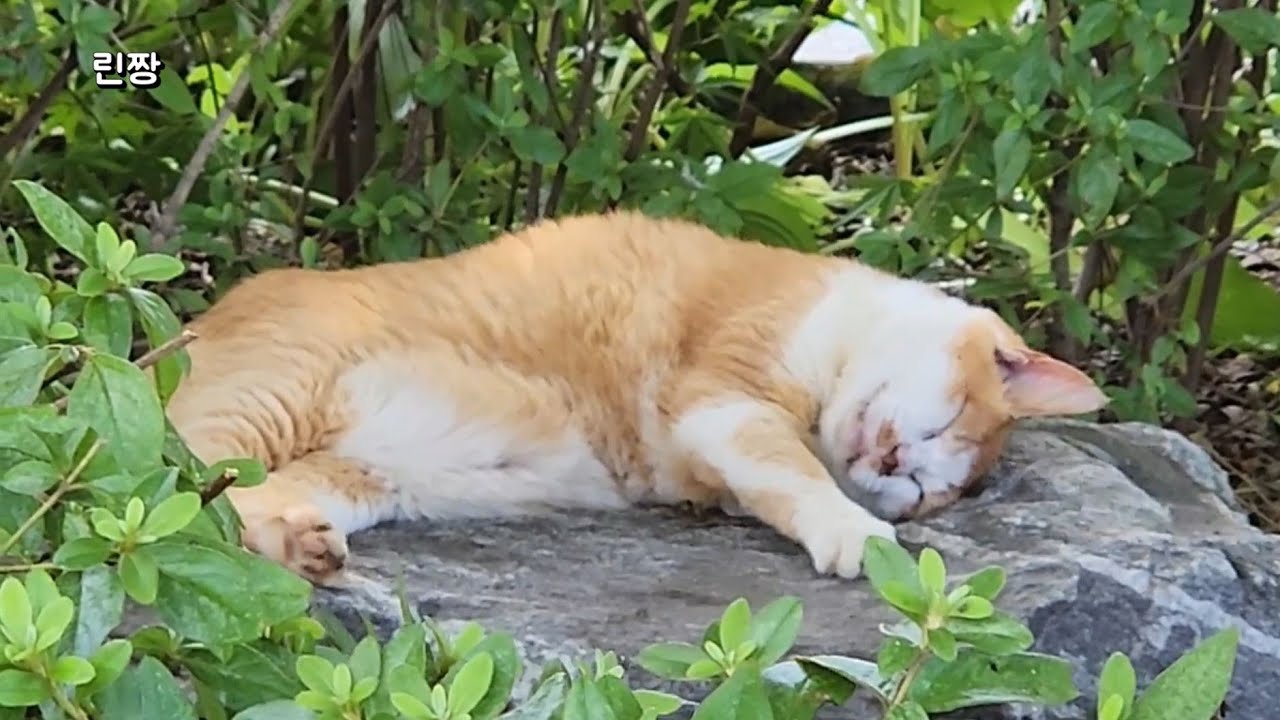私が好きなもの集 : 熟睡動画(숙면영상) 😪 眠れない夜に、そっと流しておきたくなる動画 😴 잠 안 올 때 틀어놓기 딱 좋아