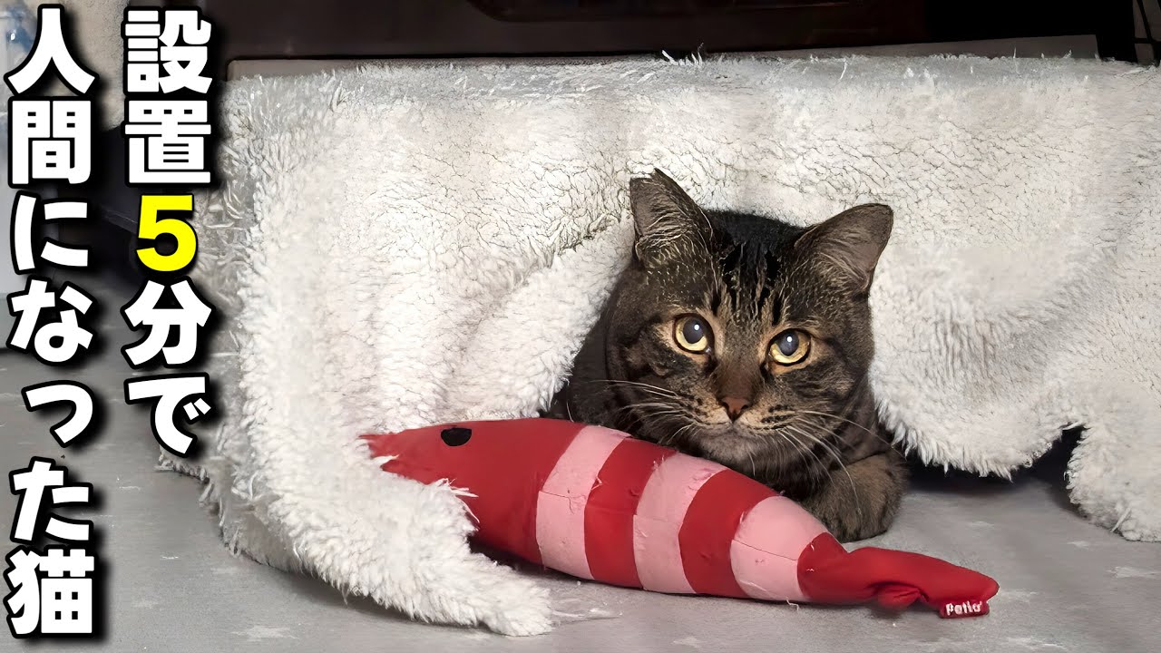【元保護猫】初めてのこたつが幸せ過ぎて溶ける猫。中身は人間のおじさんかもしれません…