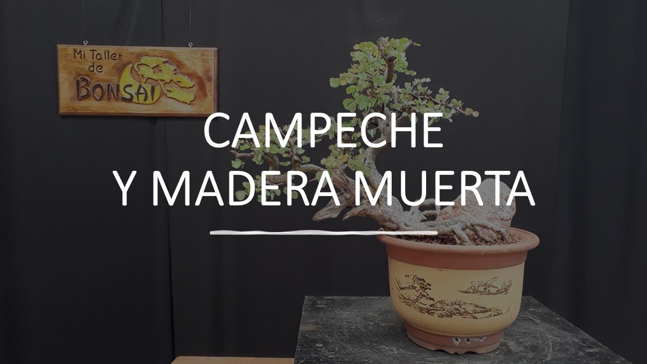CAMPECHE y Madera MUERTA