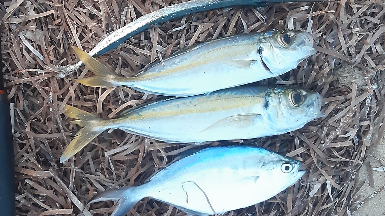 риболов в Гърция септември 2021   ,fishing in greece