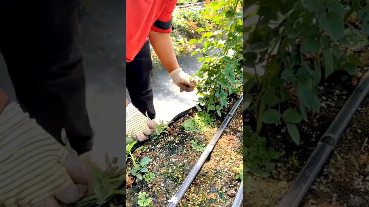 Bending Rose Branches To Gain More Flower Buds #satisfying #shortvideo