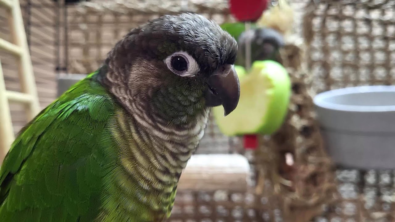 7 hours of conure parakeet singing and calling sounds