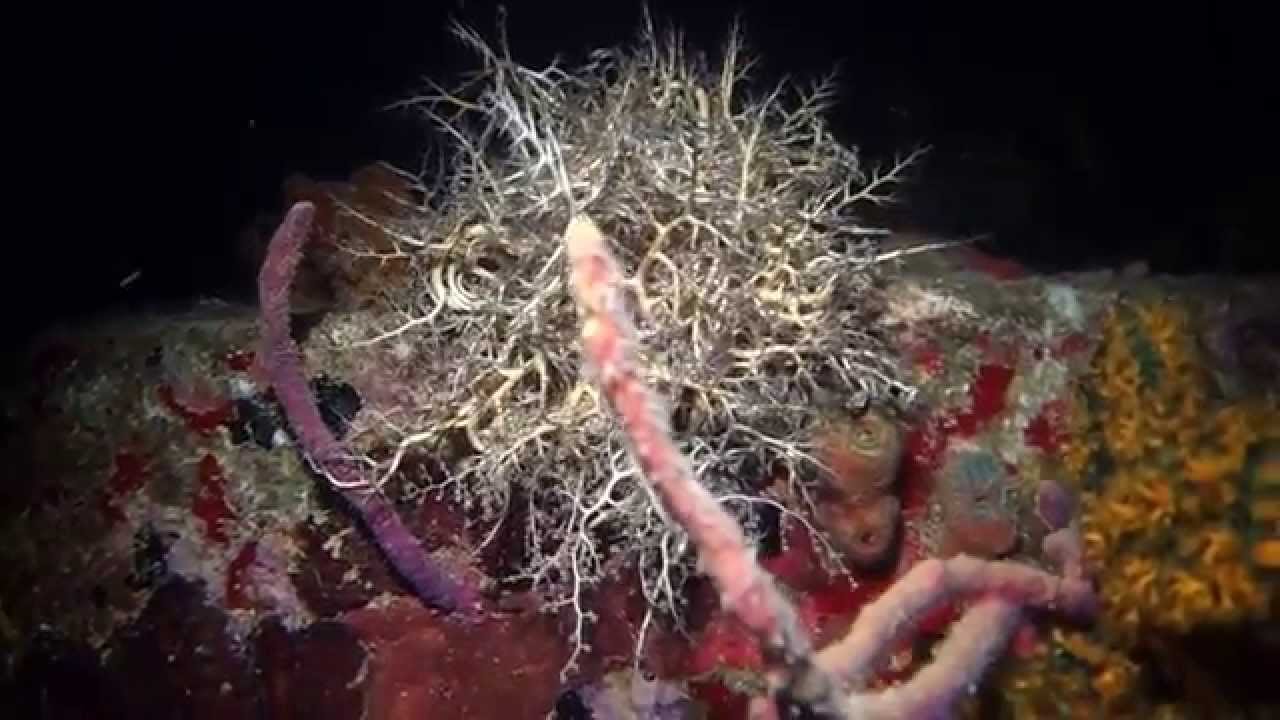 Night Dive on The Christina, in Nevis--Longer Version, Slo-Mo