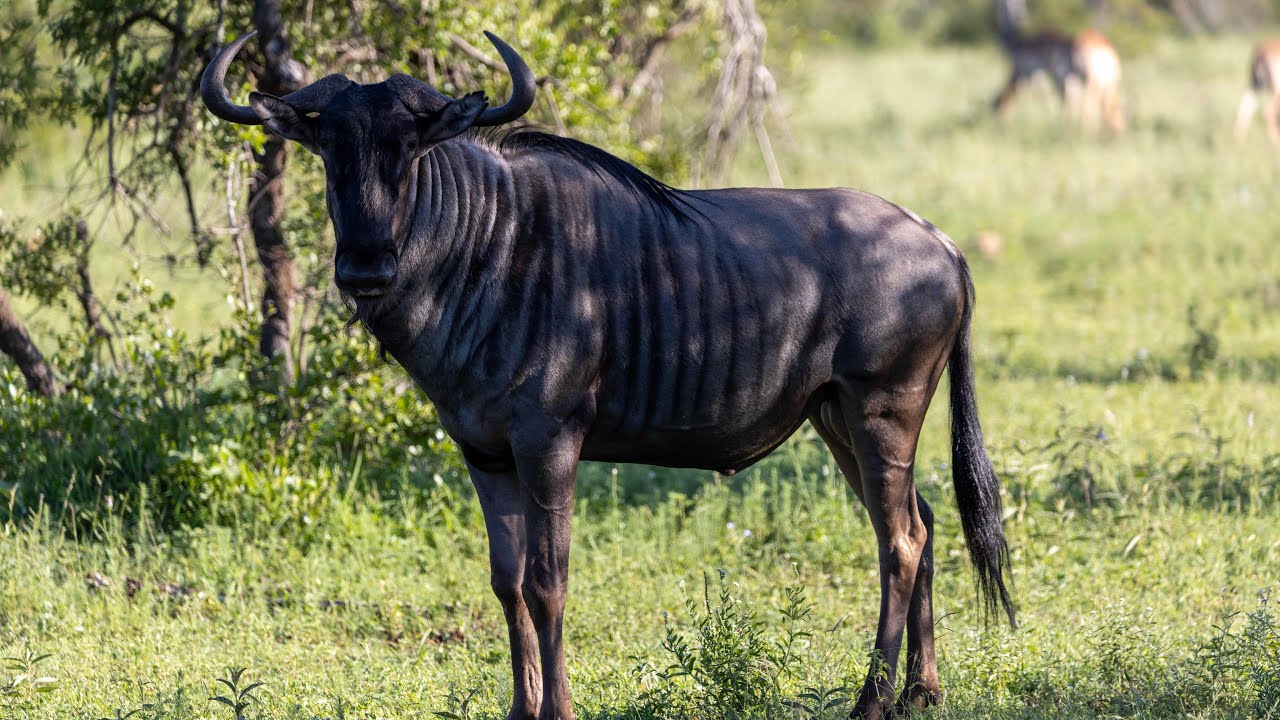 The Kruger National Park in my eyes 🦓🐘🦒