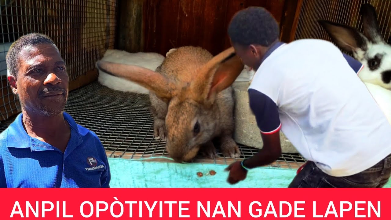 AYITI CHAJE OPÒTIYITE MEZANMI VIN GADE KOMAN YON JÈNN AP GADE LAPEN