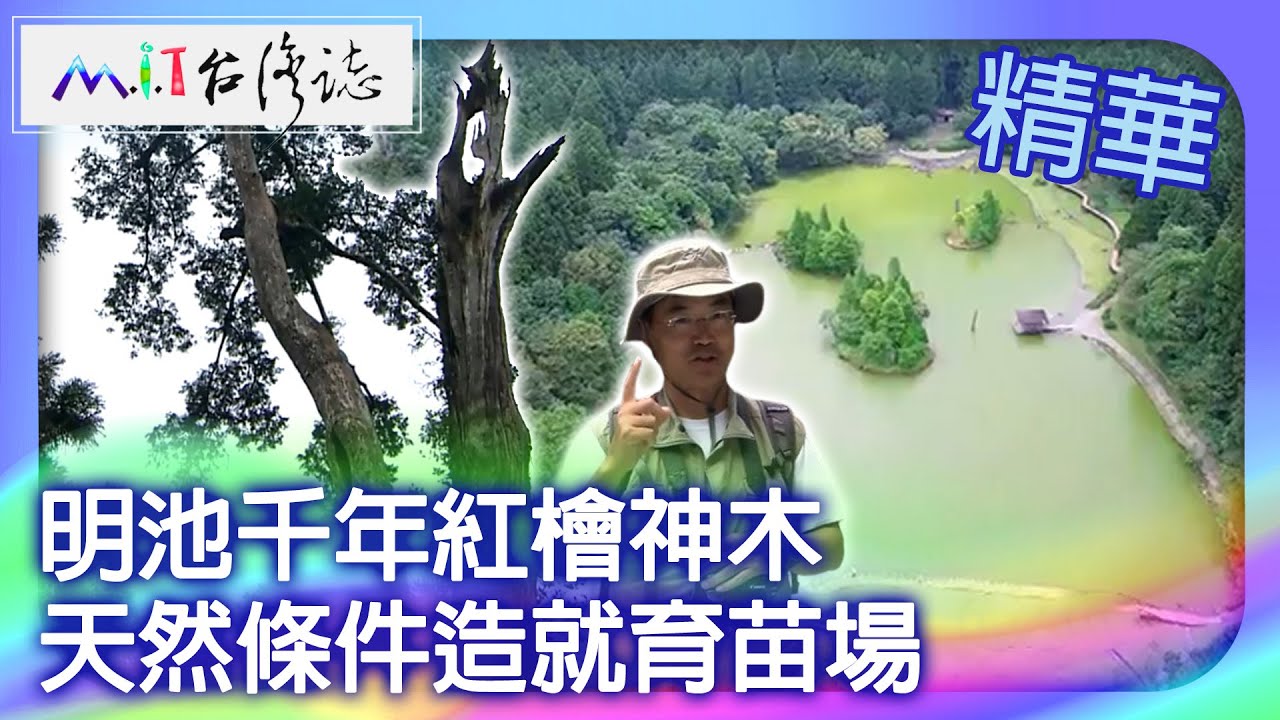 明池千年紅檜神木　天然條件造就育苗場｜宜蘭縣大同鄉 麥覺明【@ctvmit736集】
