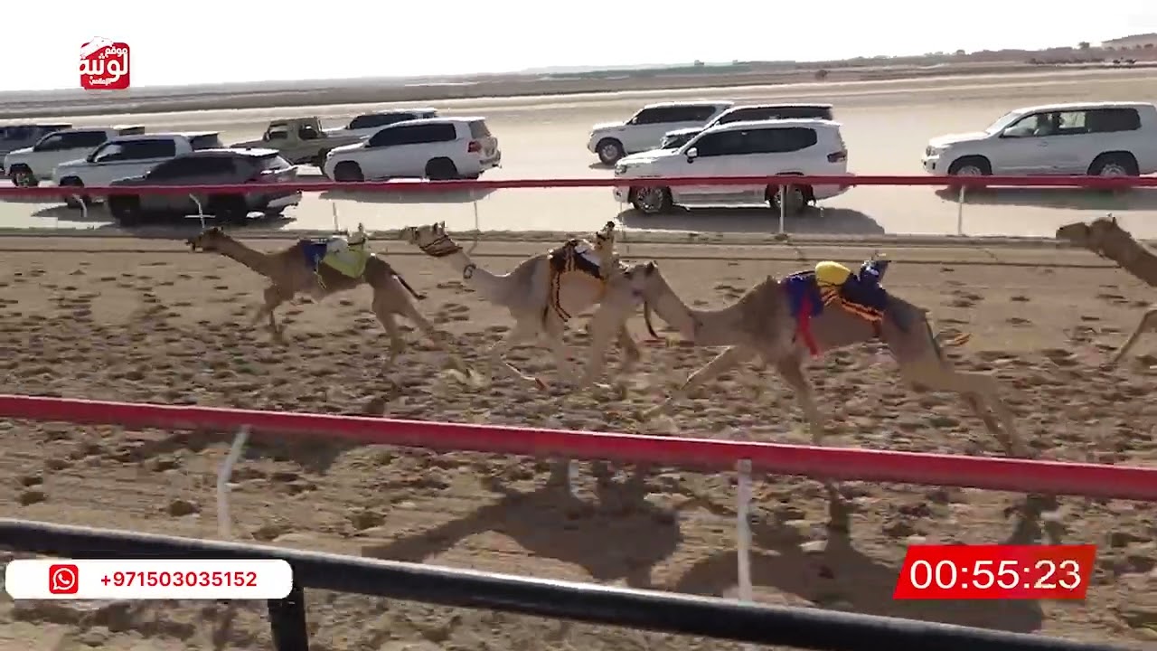 ش 8 (عزام) لـ حمد سالم سليم العامري 2:16:69 ، شارة الصندوق 2026/02/13 فطامين الوثبة