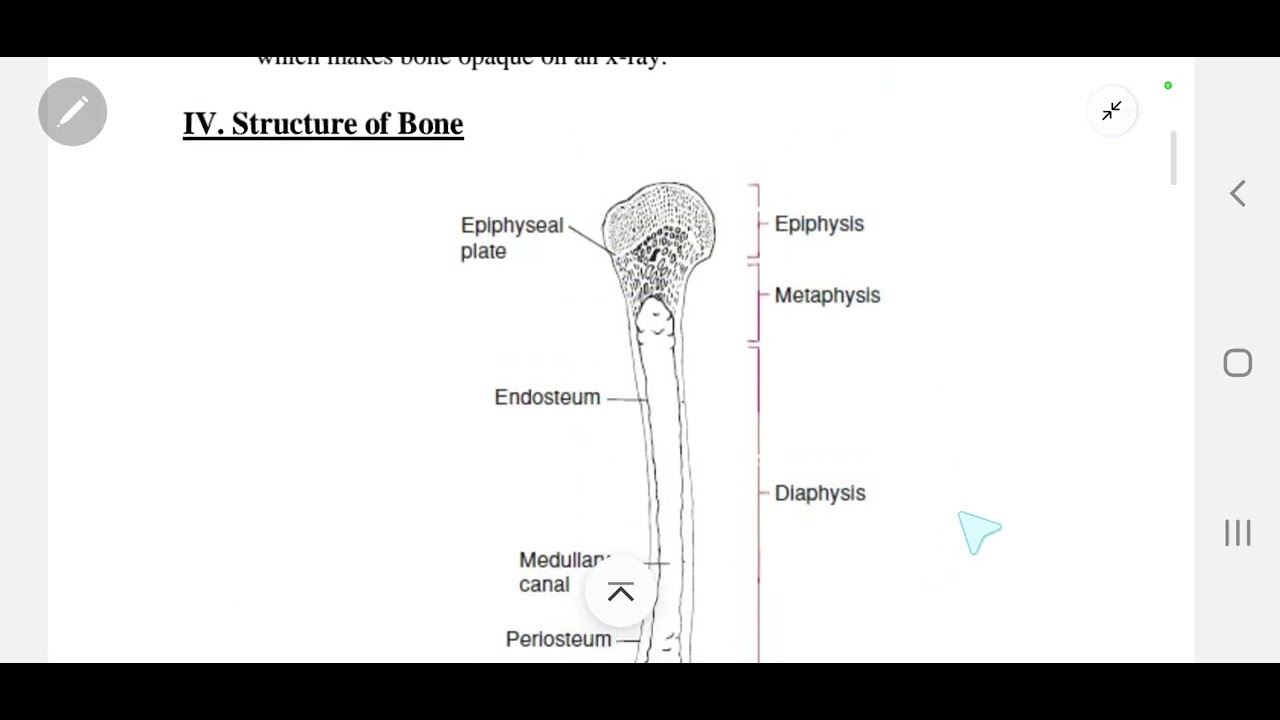 Skeletal system - Anatomy 1 for physiotherapy students 