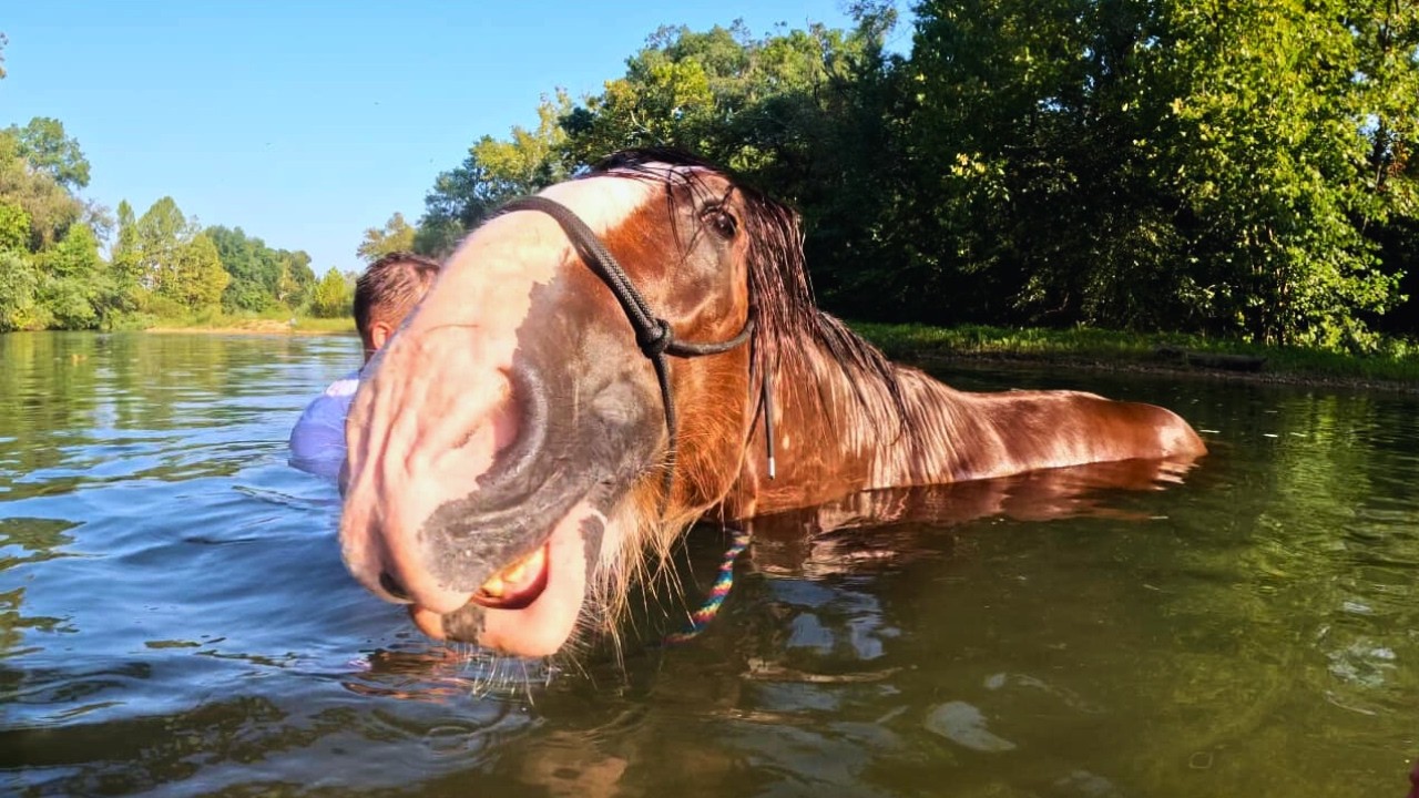 UNDER ATTACK While Swimming Our Clydesdale Horse!