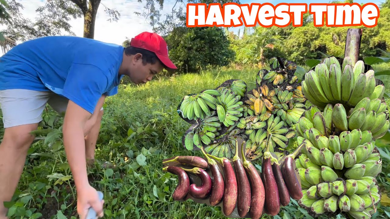 NAG HARVEST KAMI NI MELOT NG TALONG AT SAGING NA SABA 