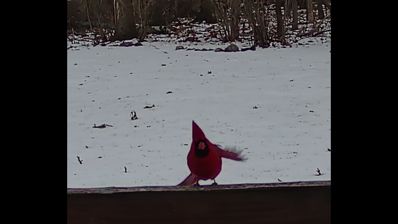 Northern Cardinals in Winter