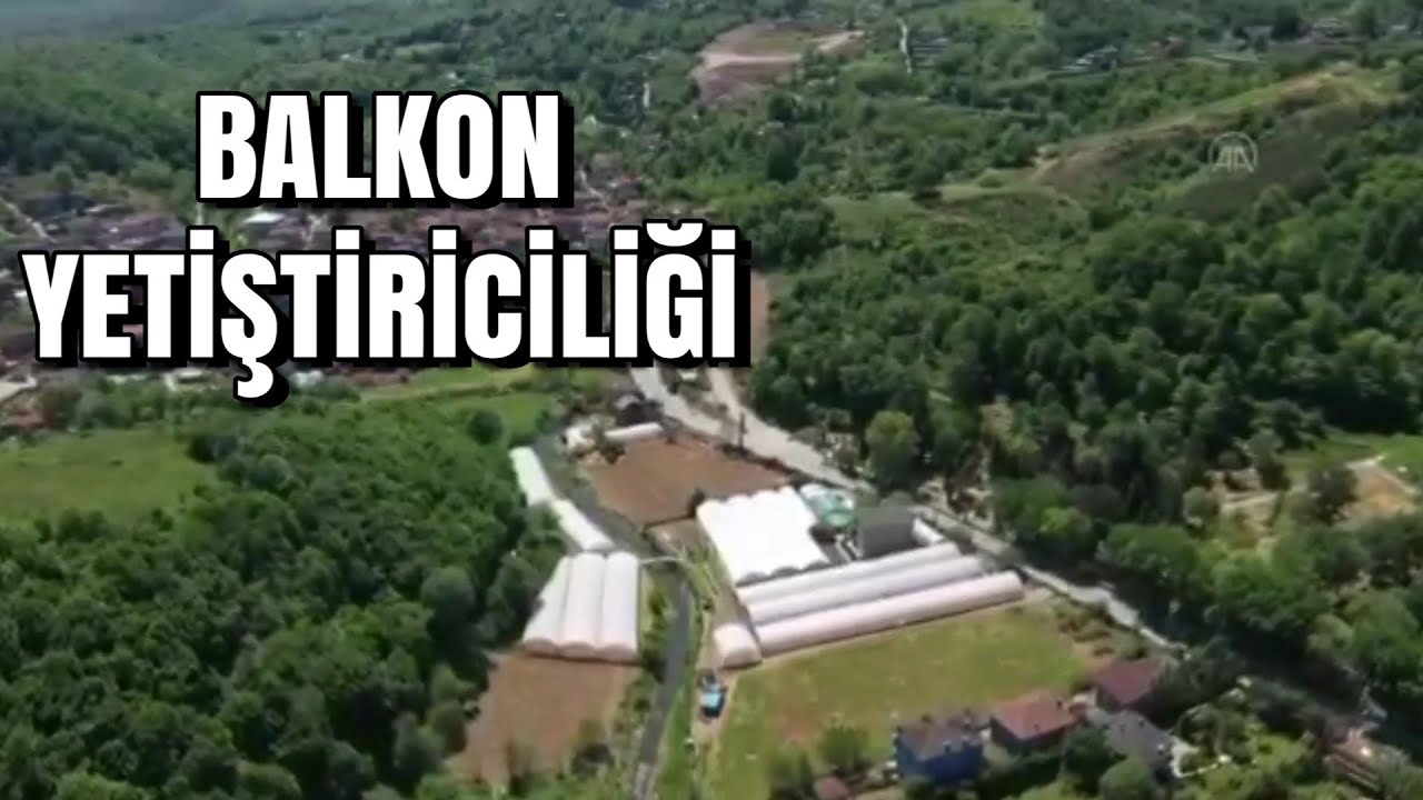 Balkonda Sebze Yetiştiriciliği