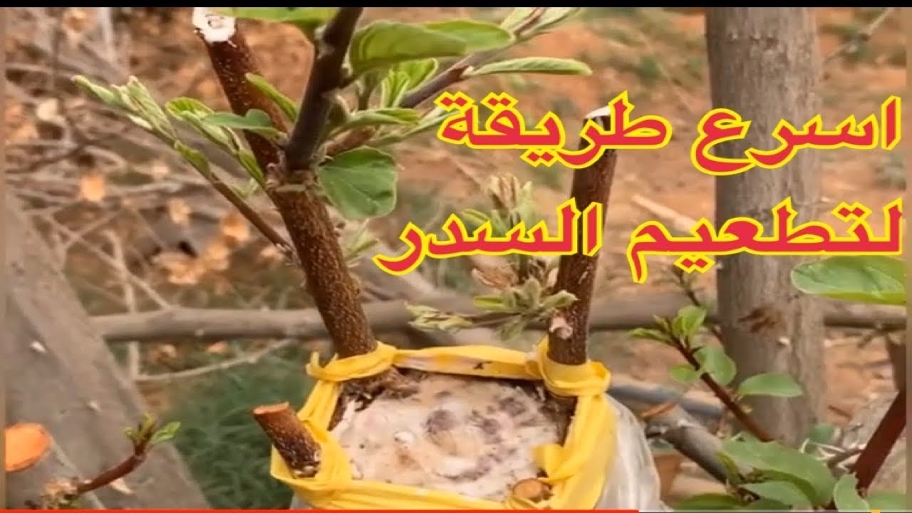 أسرع وأسهل طريقة لكيفية تطعيم السدر او النبق او العبري