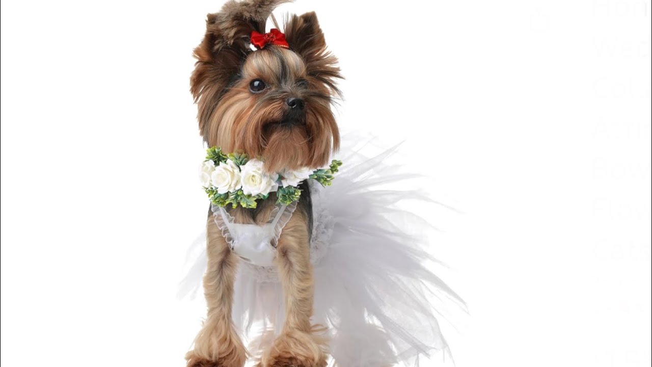 Honoson Dog Wedding Flower Collar Dog Wedding Attire Wreath Outfit Bow Pet Photo Prop Flowers Ring