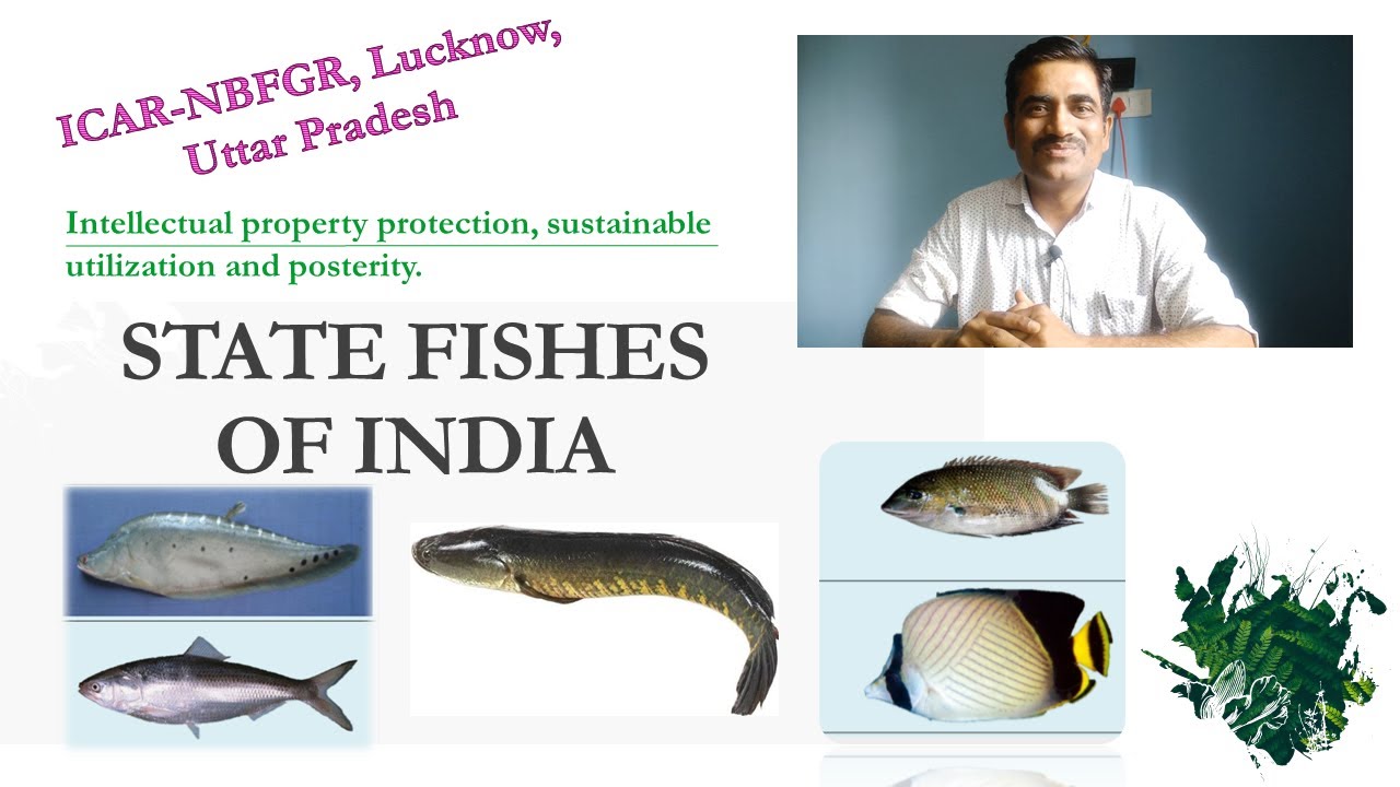 State Fishes of India