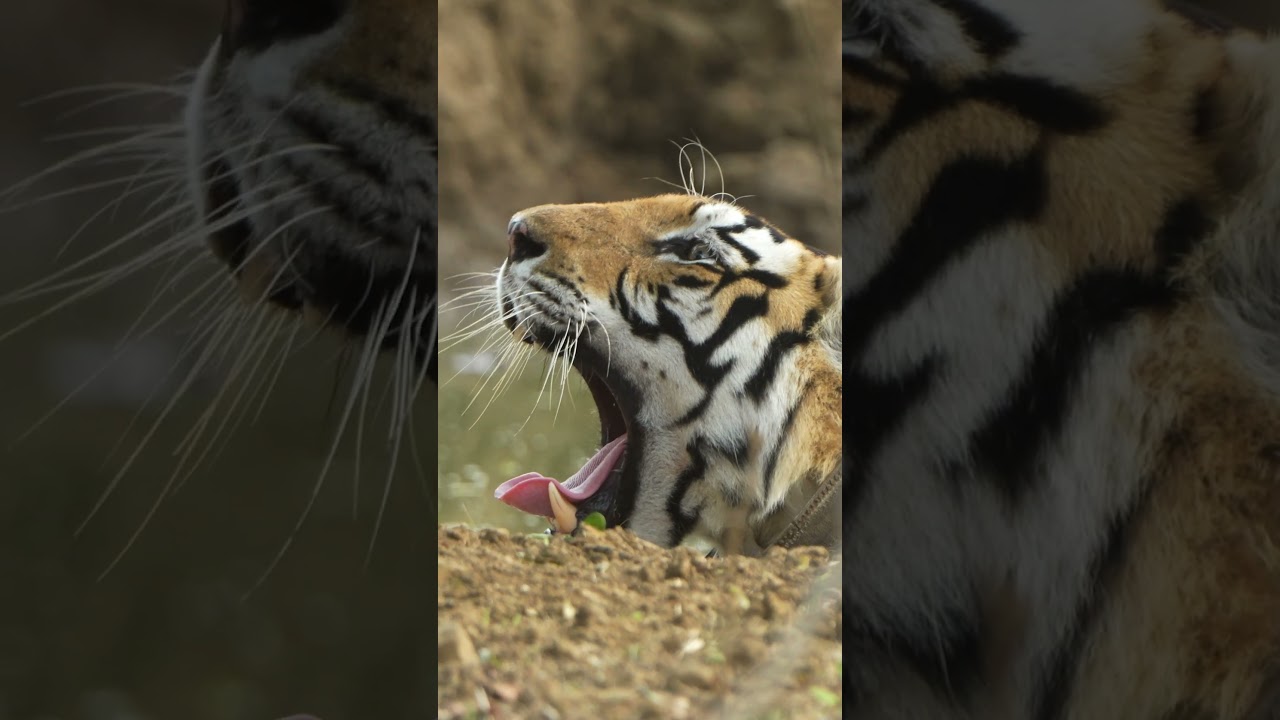 Thrilling Tiger Encounter at Panna Tiger Reserve | Madhya Pradesh Wildlife Safari