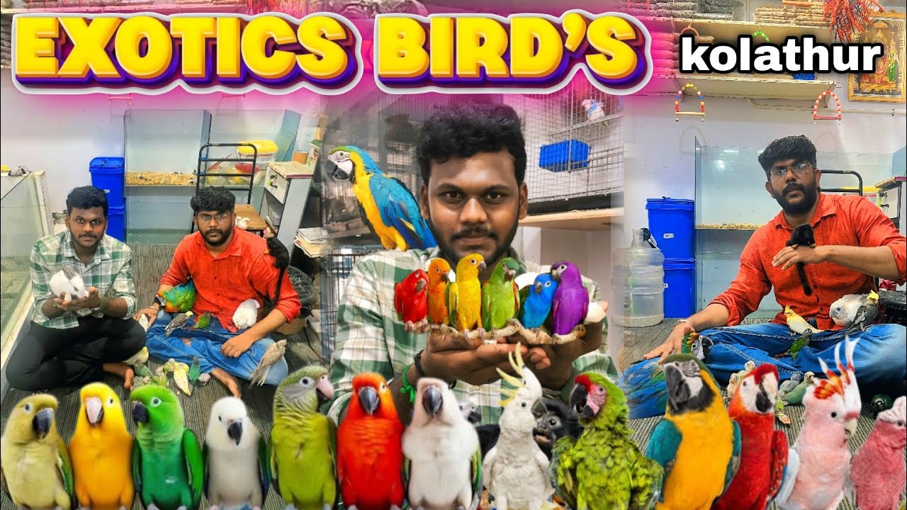 Exotic Birds in Chennai | Asian Biggest Pet Market Kolathur | All Types of Exotic Birds 