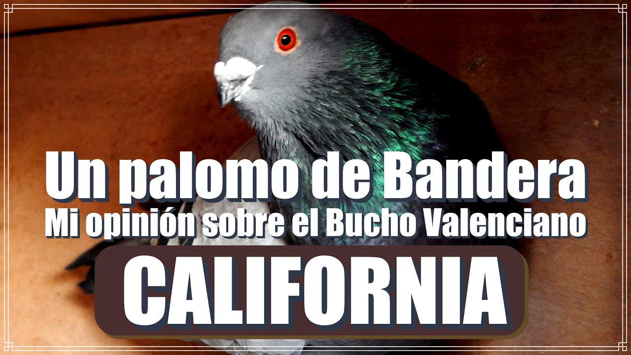 El Bucho Valenciano (mi opinión). CALIFORNIA Un 