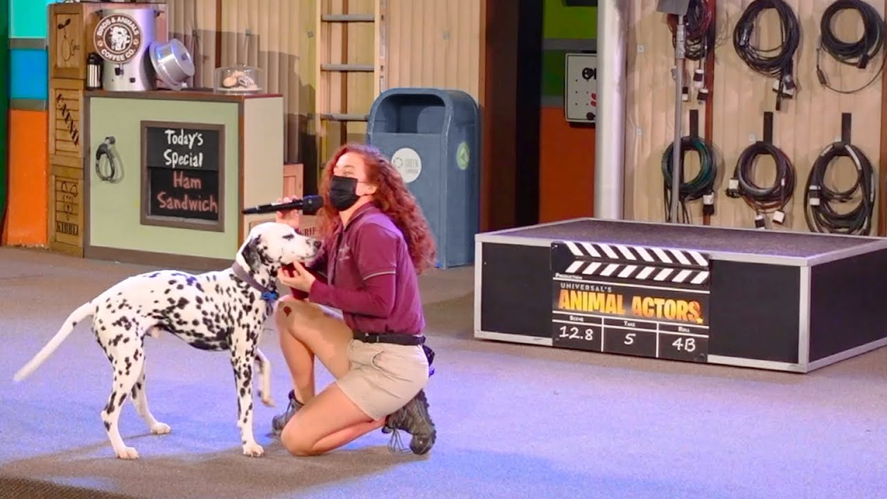 Universal’s Animal Actors. Full Show. Universal Studios Hollywood Theme Park California Los Angeles