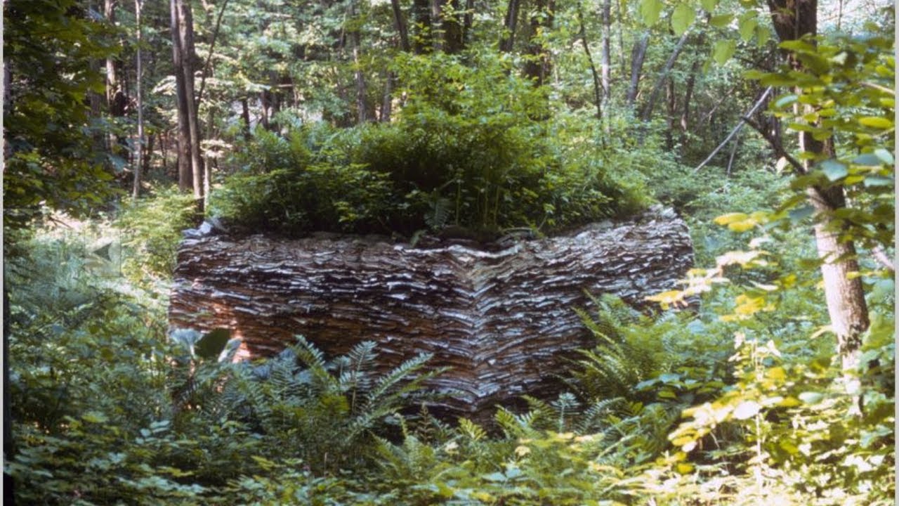 Inside the Mind of Environmental Artist Steven Siegel