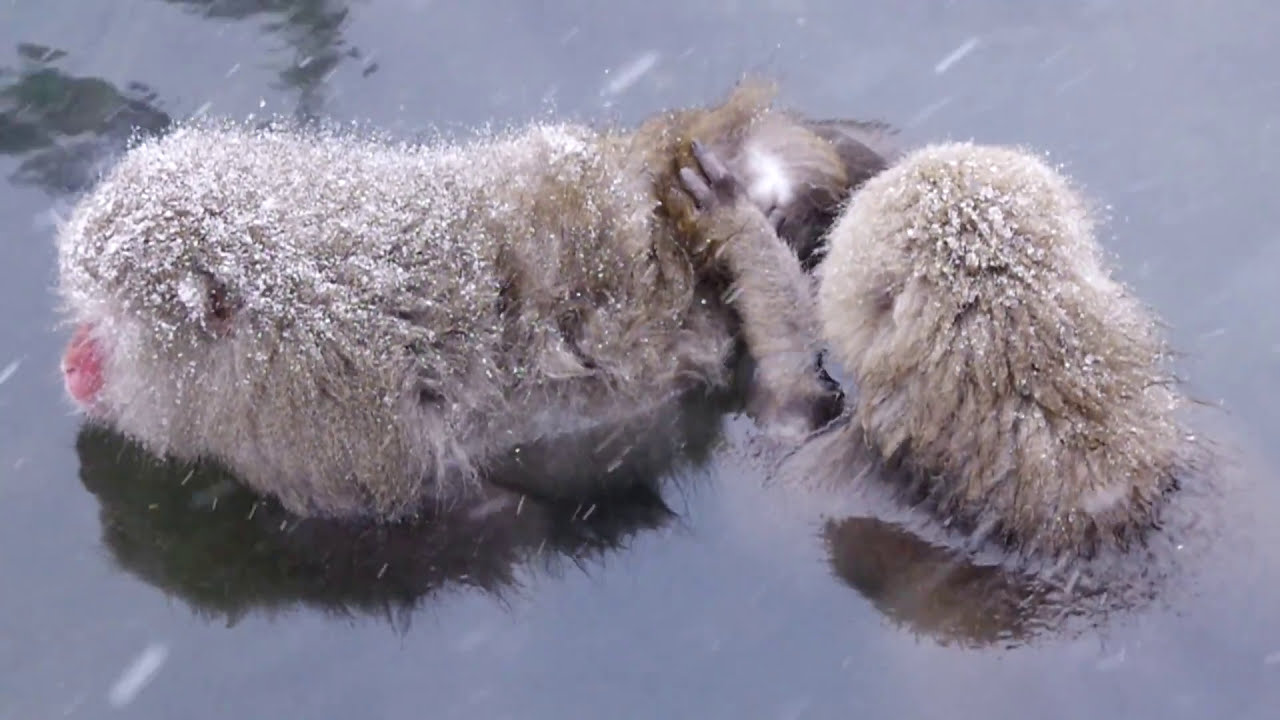 Snow Monkey 02 -Grooming-