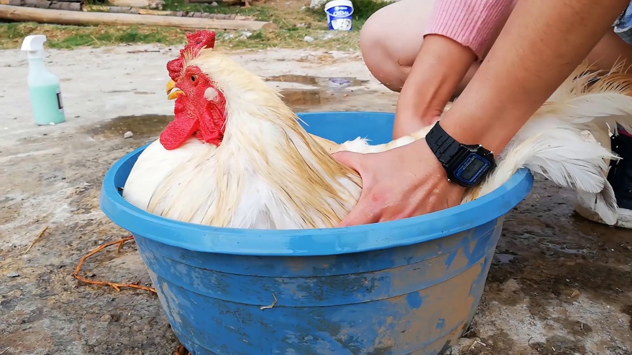 BAÑANDO POLLOS SEGUNDA PARTE COMBATIENDO CORUCOS