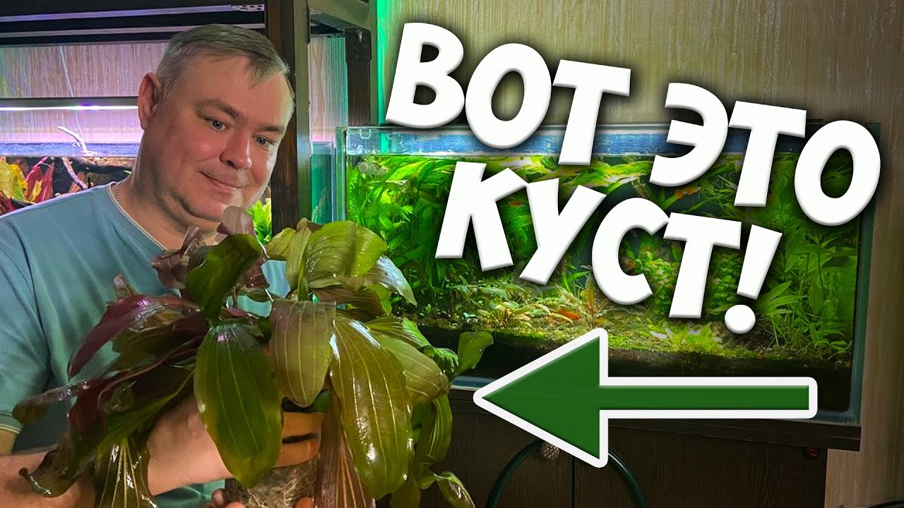 Ну и кустяра вымахал! Меняю Эхинодорусы и делаю легкий редизайн