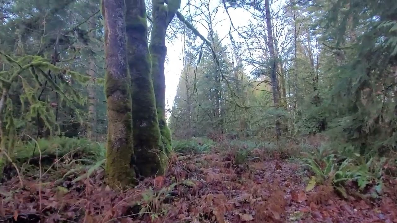 My Heart Is Hurting | Original Song + Healing Forest Visuals