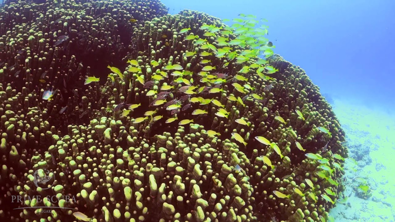 Diving Okinawa Ishigaki / 沖縄県石垣島ダイビング Prime Scuba Ishigaki - Taketomi