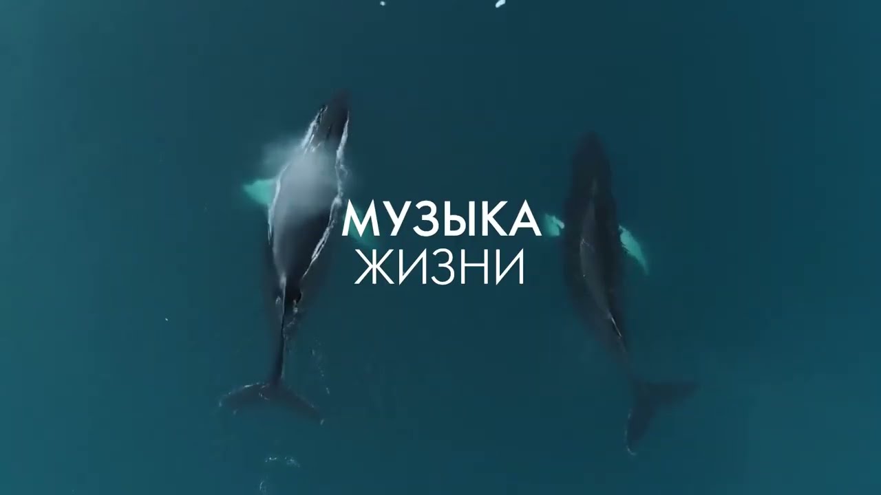 Трейлер программы фестиваль о науке FUTURE.DOC 2023 года