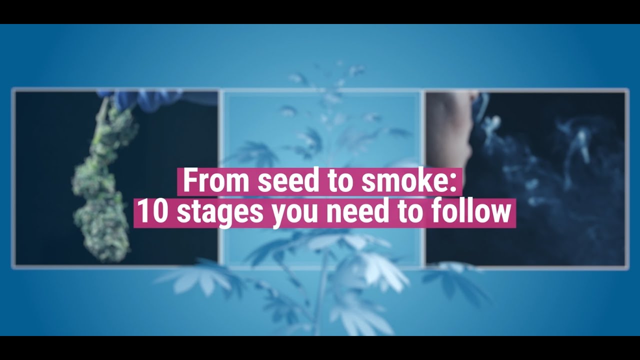 The Cultivation Timeline: From Seed to Smoke [Educational]