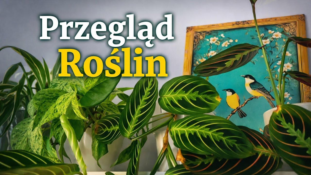 Przegląd który Musisz Zobaczyć #rośliny #roślinydoniczkowe #plants 
