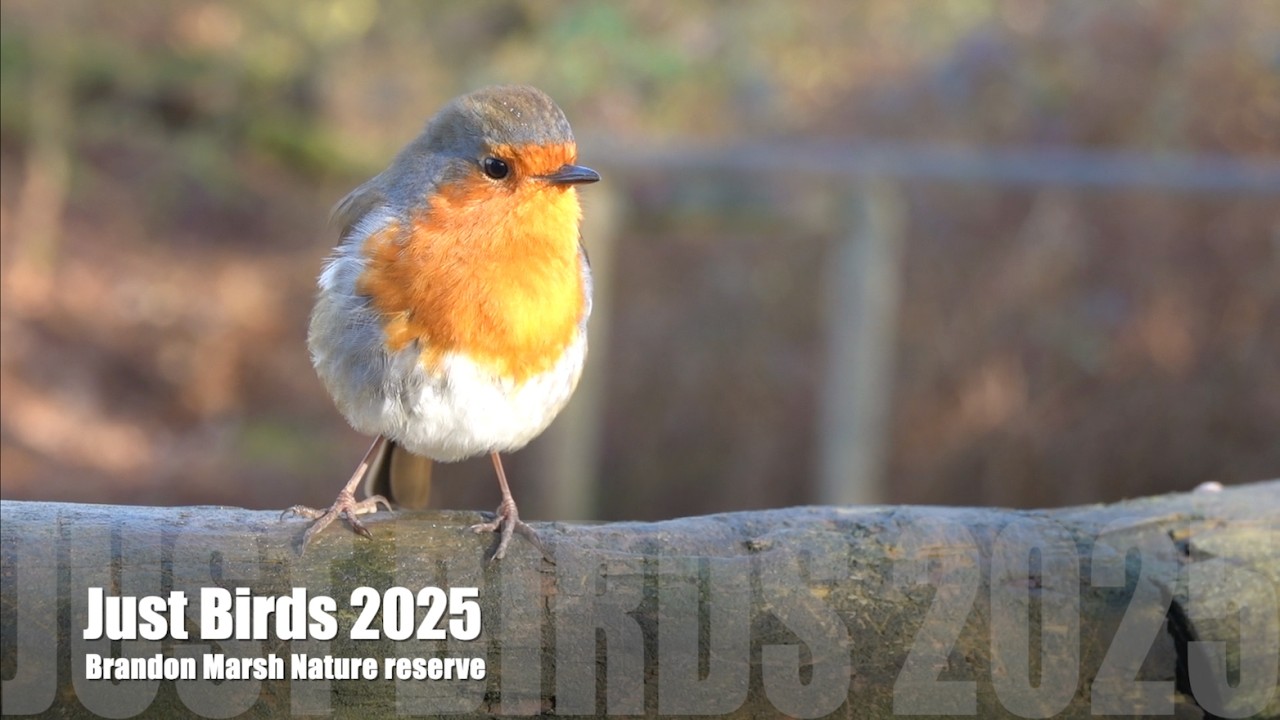 Just Birds 2025