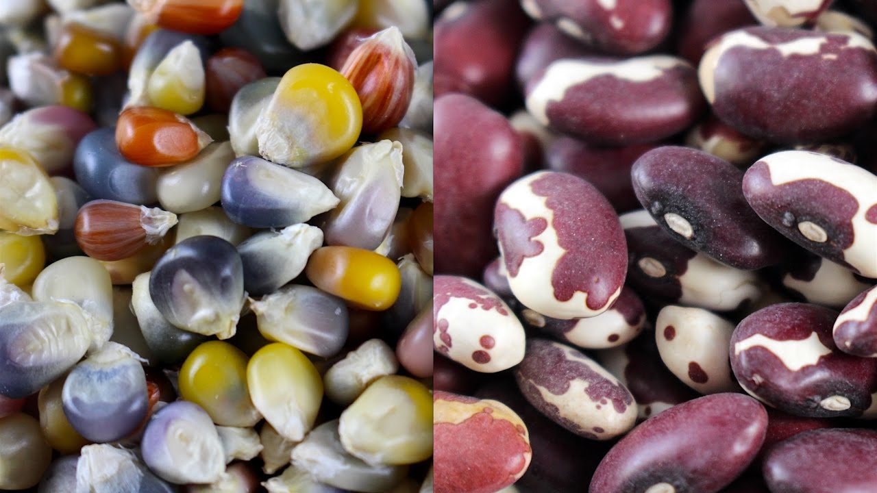 How to GROW a GARDEN from SEED, part 2