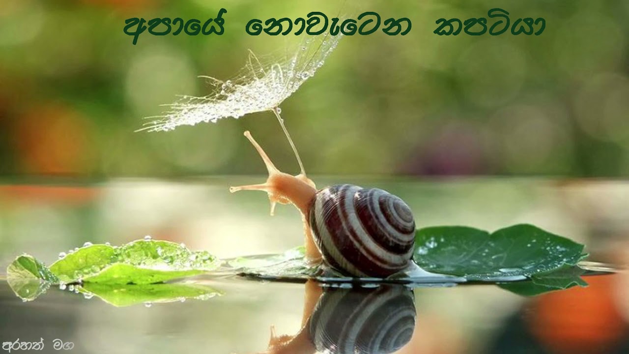 පිරිසිදු ආත්මයක සිට සිතුවිලි රහත් කරන්න-Arahath maga