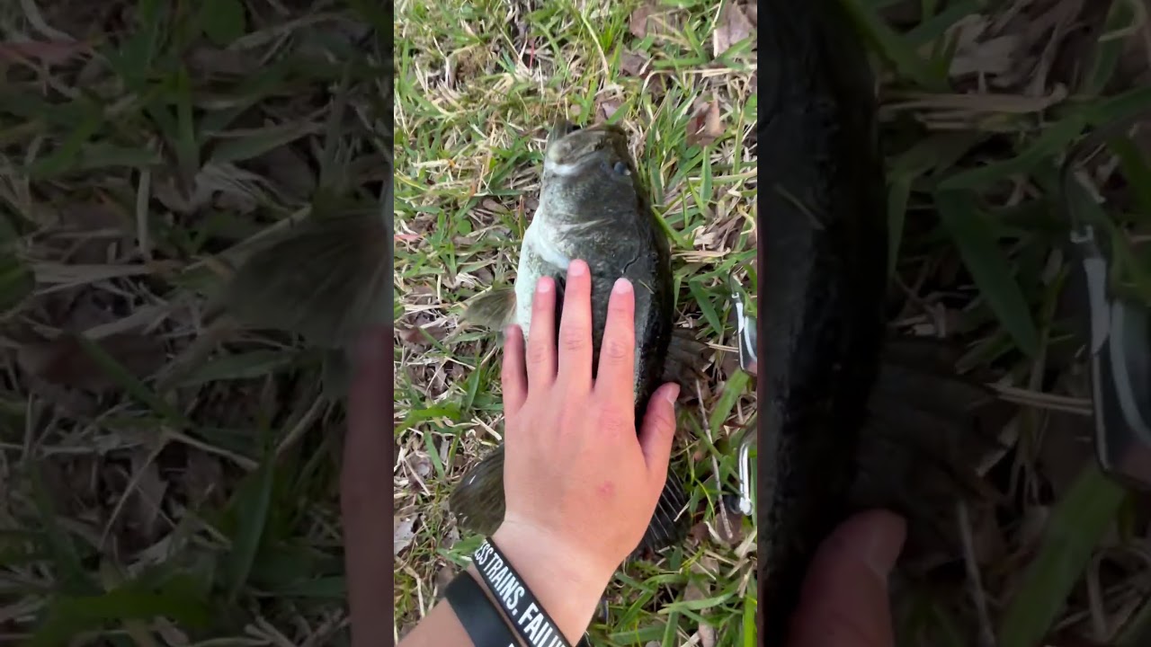 #whitebassrun #fishing #musicgenre #whiteseabass #bassfishing #music #fish