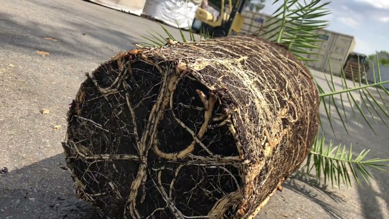 Up potting a root bound 15 gallon canary island date palm tree 🌴