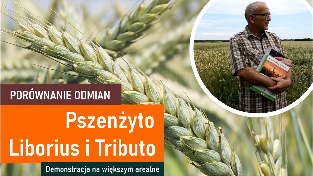 Pszenżyto Liborius i Tributo  |  Demonstracja na większym arealne  |  Por&oacute;wnanie odmian