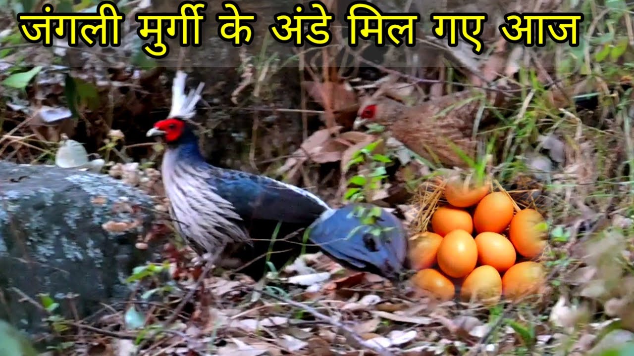 जंगली मुर्गी 🐓🐓 के अंडे मिल गए जंगल में ll jungli murgi ke ande ll jungli murga ll