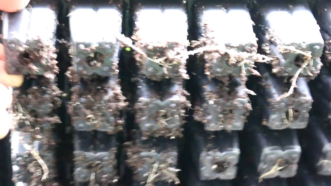 Ant Madness (Fail Version) - Dominatrix Genetics 2016