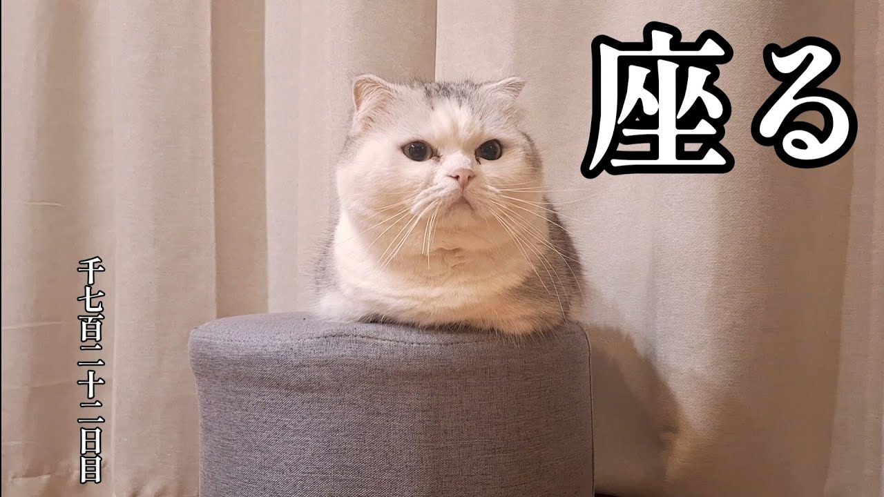 座る　こねこ成長日記　千七百二十二日目