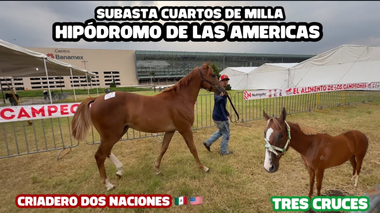 COMO ES SUBASTAR UN CABALLO EN EL HIPÓDROMO DE LAS AMERICAS 🐴🇲🇽
